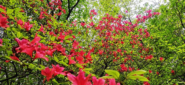 【行走河南·读懂中国】 栾川春光好 五彩杜鹃花